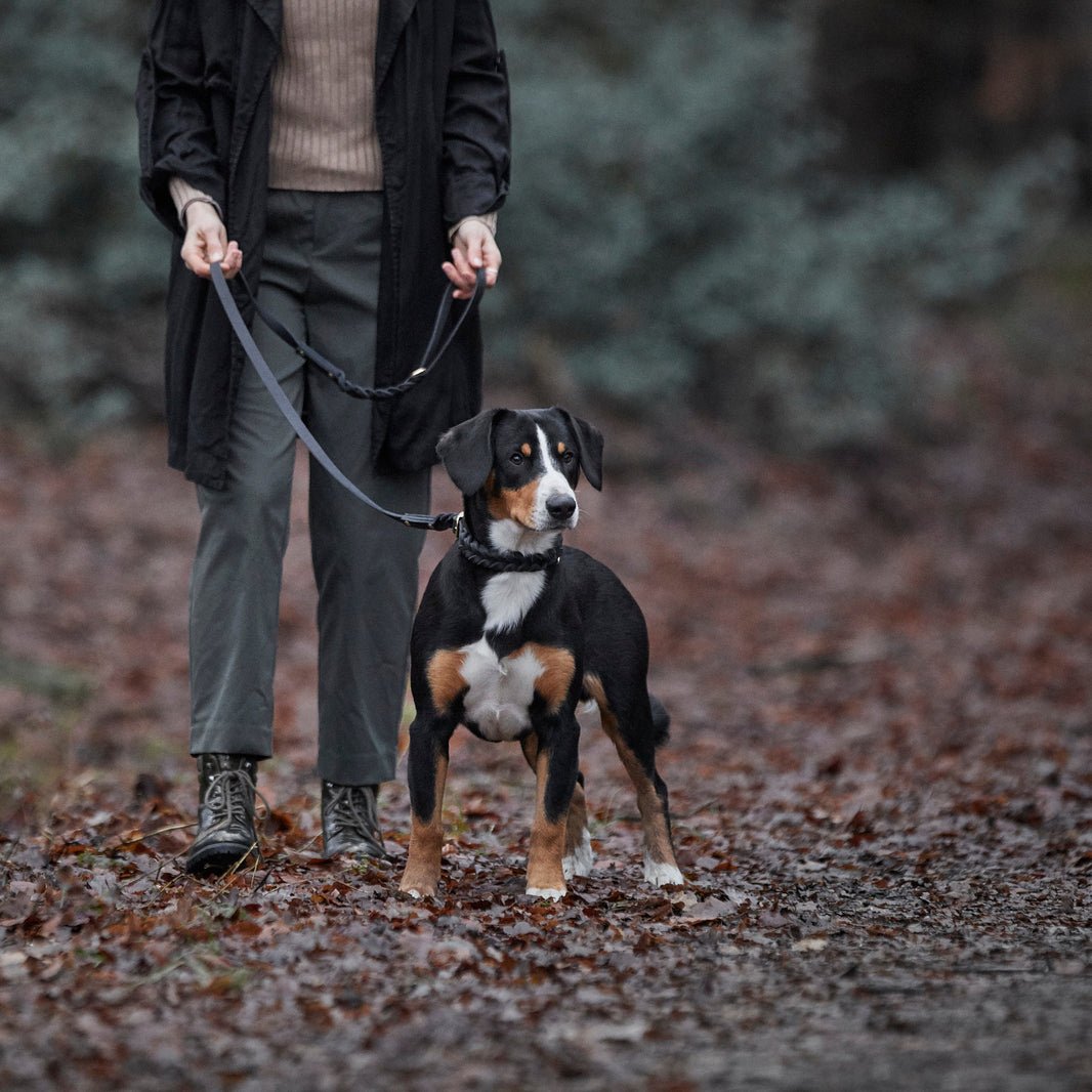 Leinen - ammi® for Dogs