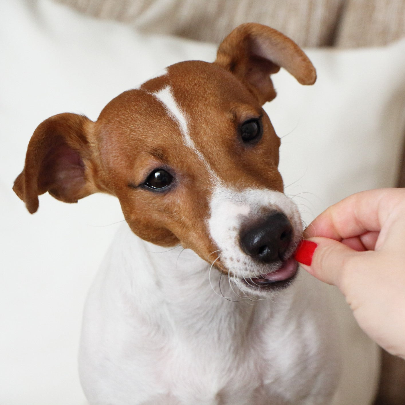 Kategoriebild "Leckerli & Kauartikel" im AMMI for Dogs Onlineshop. Zu sehen ist ein kleiner braun und weißer Jack Russel Terrier der gerade von einer Person (im Bild ist nur die Hand zu sehen) ein Leckerli bekommt.