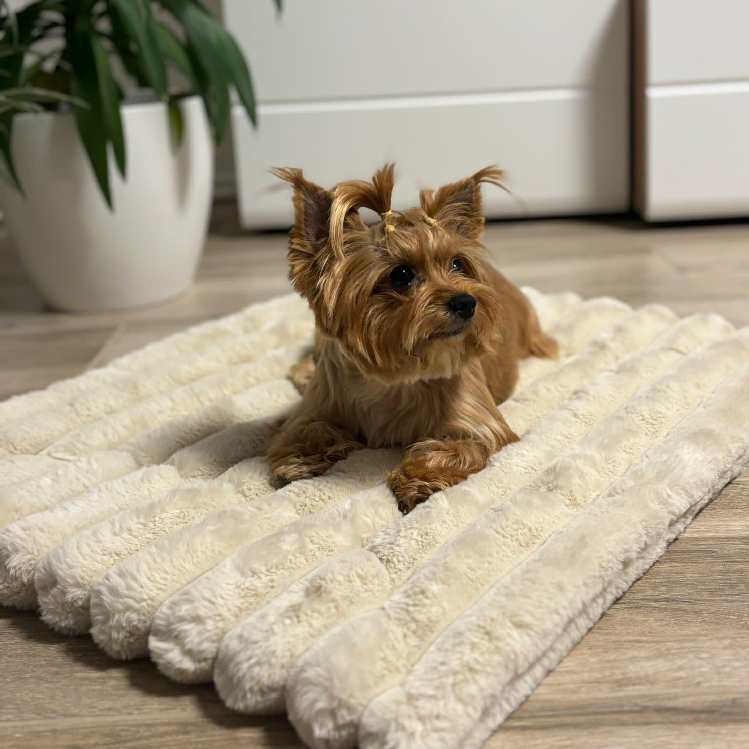 Ein kleiner Hund sitzt auf einem flauschigen Softplaid und schaut neugierig in die Kamera.