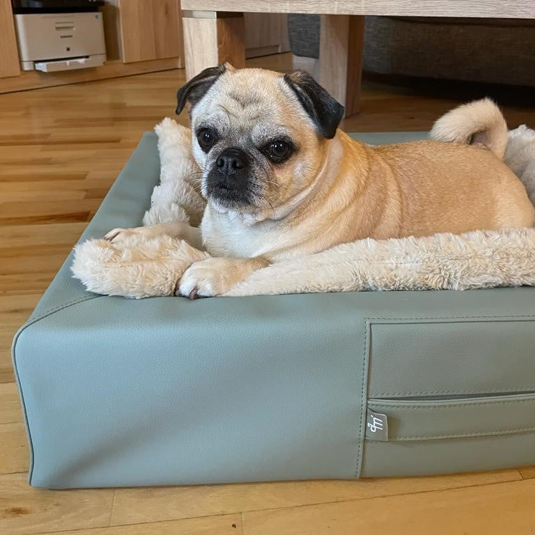 Ein Mops sitzt in einem kleinen Hundebett.
