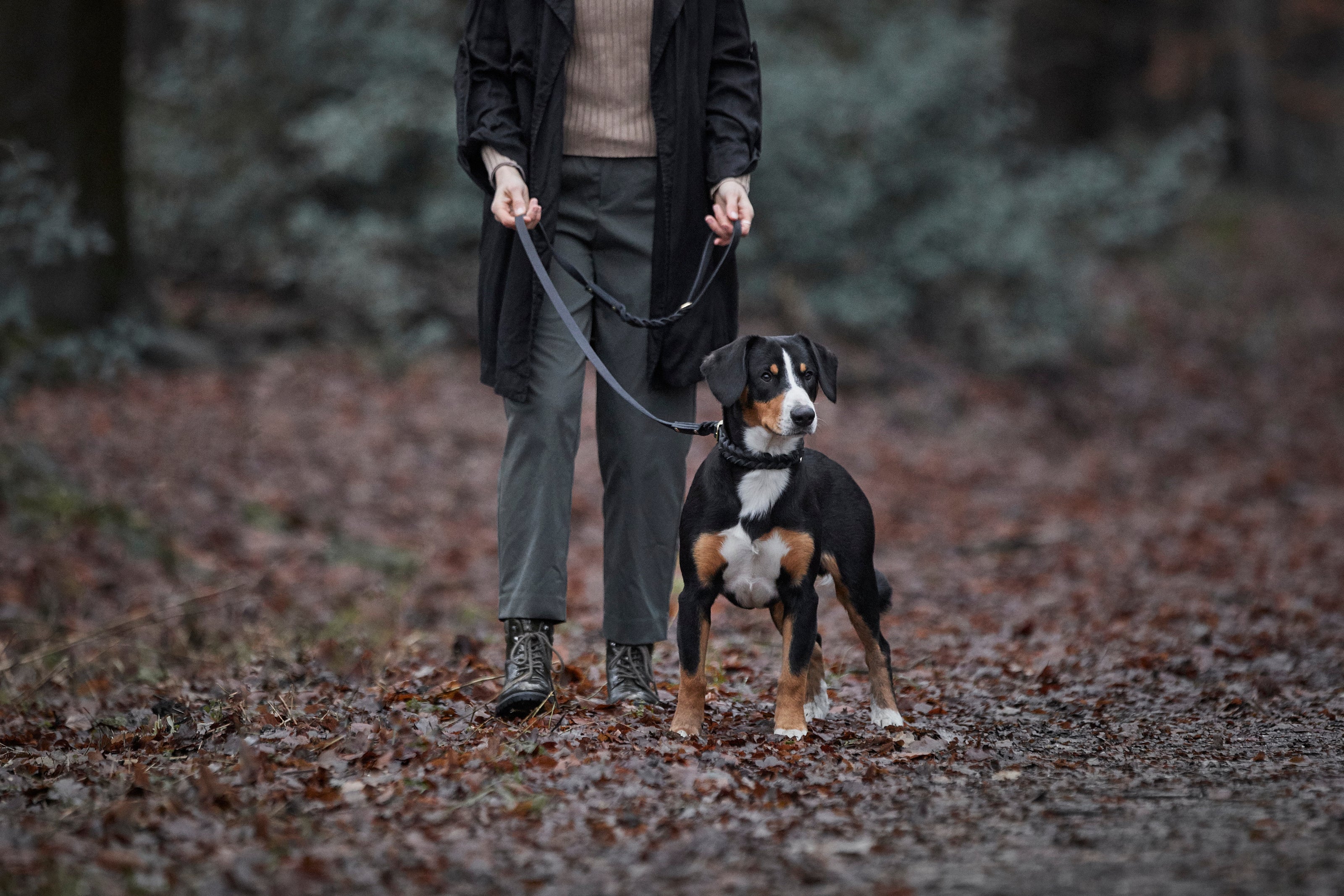 Bundle: Halsband + Leine - ammi® for Dogs