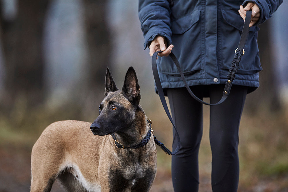 Fettlederleine mit Handschlaufe geflochten