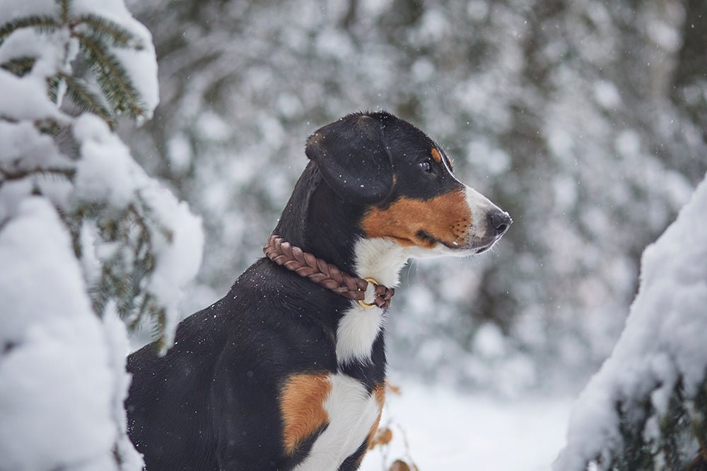 Fettlederhalsband geflochten - ammi® for Dogs