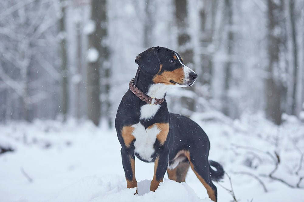 Fettlederhalsband geflochten - ammi® for Dogs