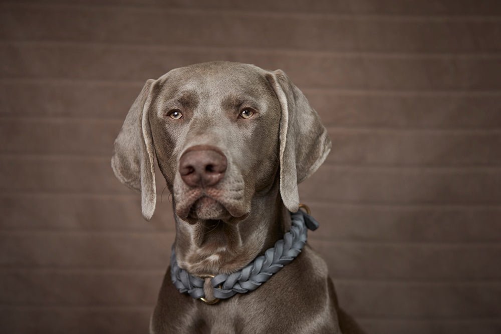 Fettlederhalsband geflochten - ammi® for Dogs