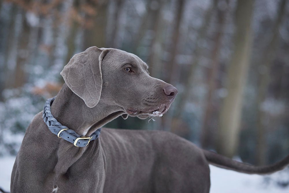 Fettlederhalsband geflochten - ammi® for Dogs