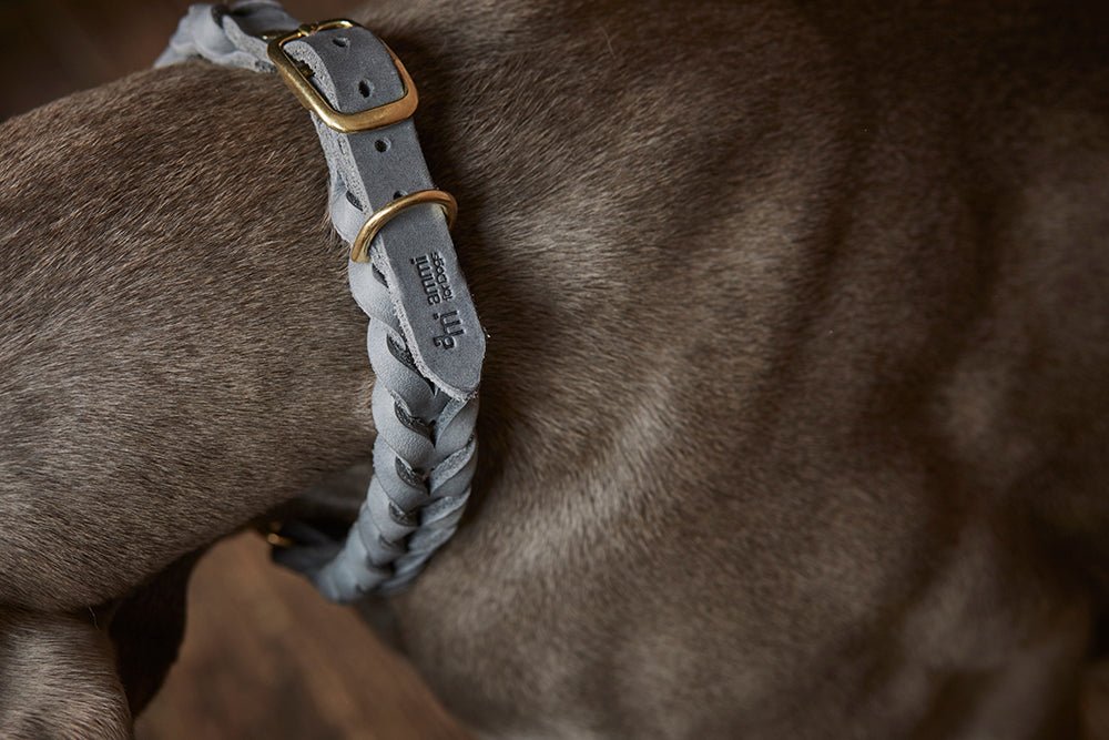 Fettlederhalsband geflochten - ammi® for Dogs