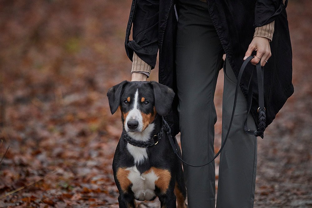 Fettlederleine mit Handschlaufe geflochten - ammi® for Dogs