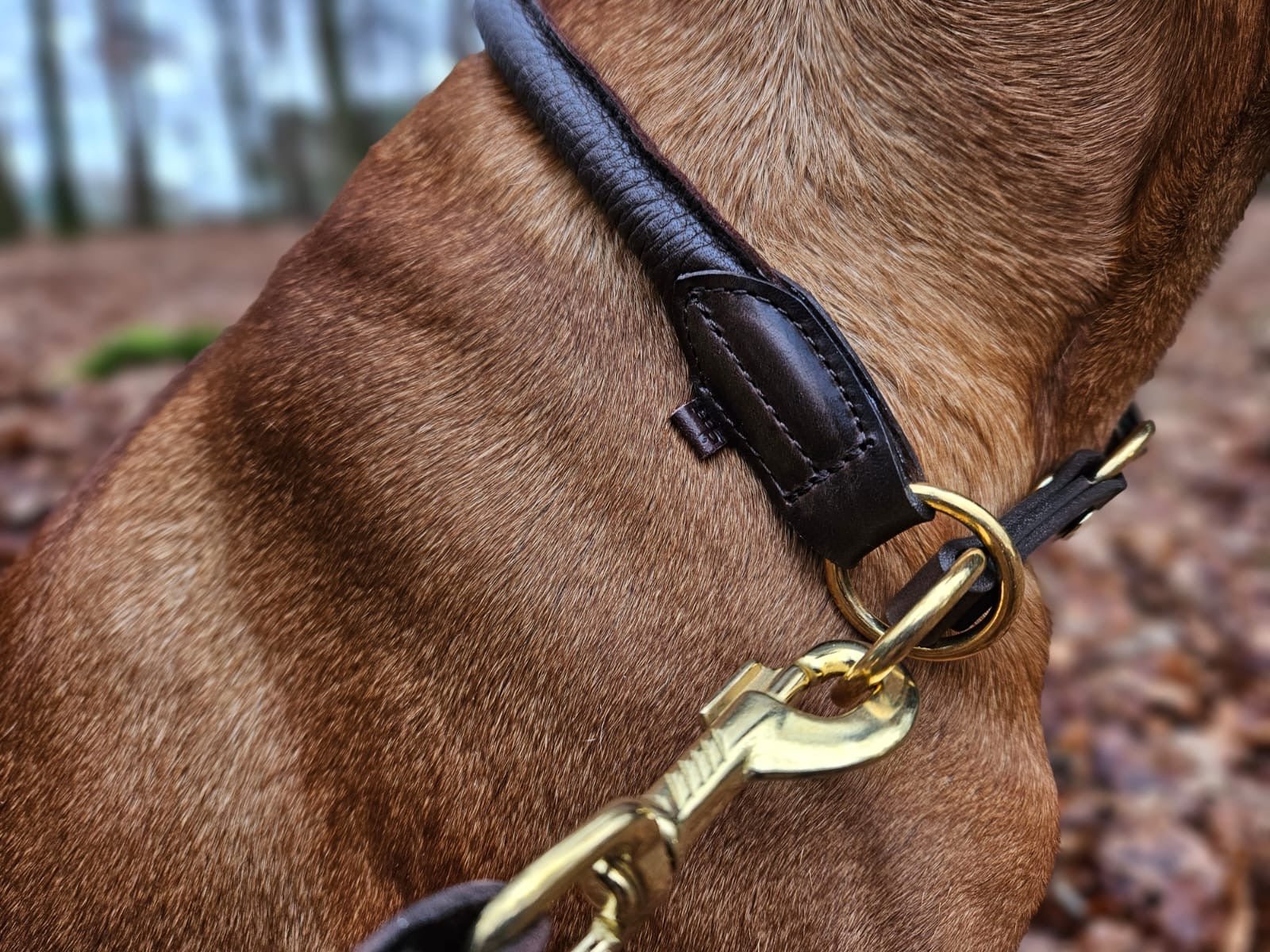 Hirschlederhalsband rund - ammi® for Dogs