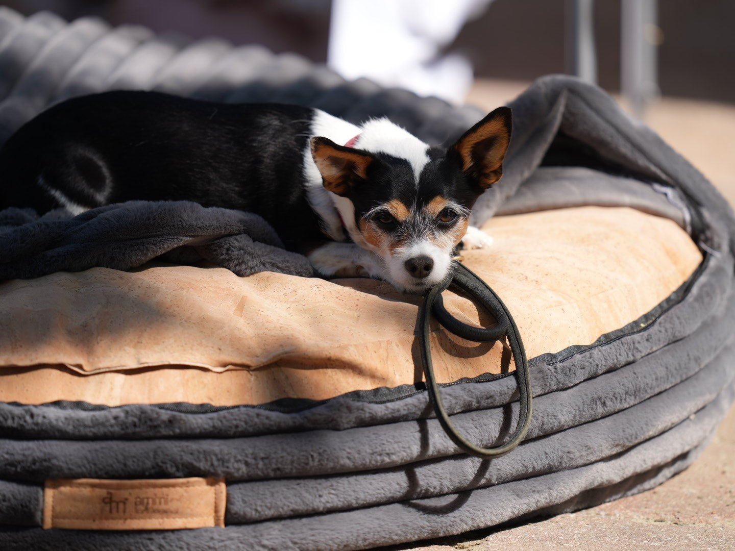 Hundekissen Cama