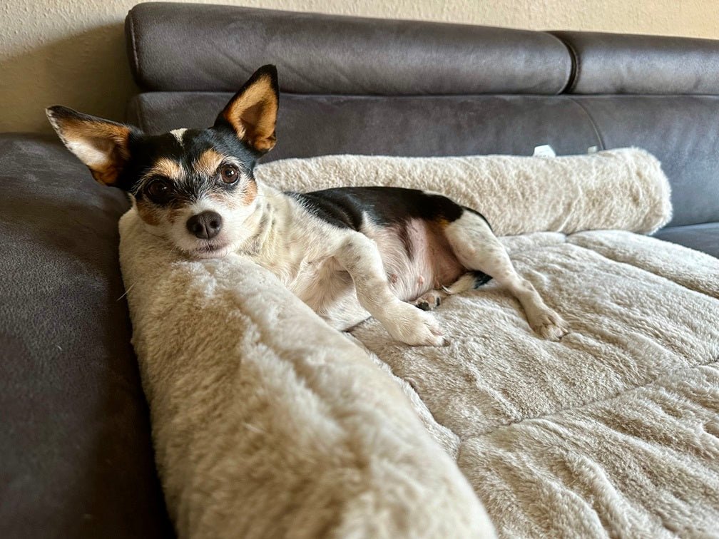 Kuschelwurst Hermelin - ammi® for Dogs