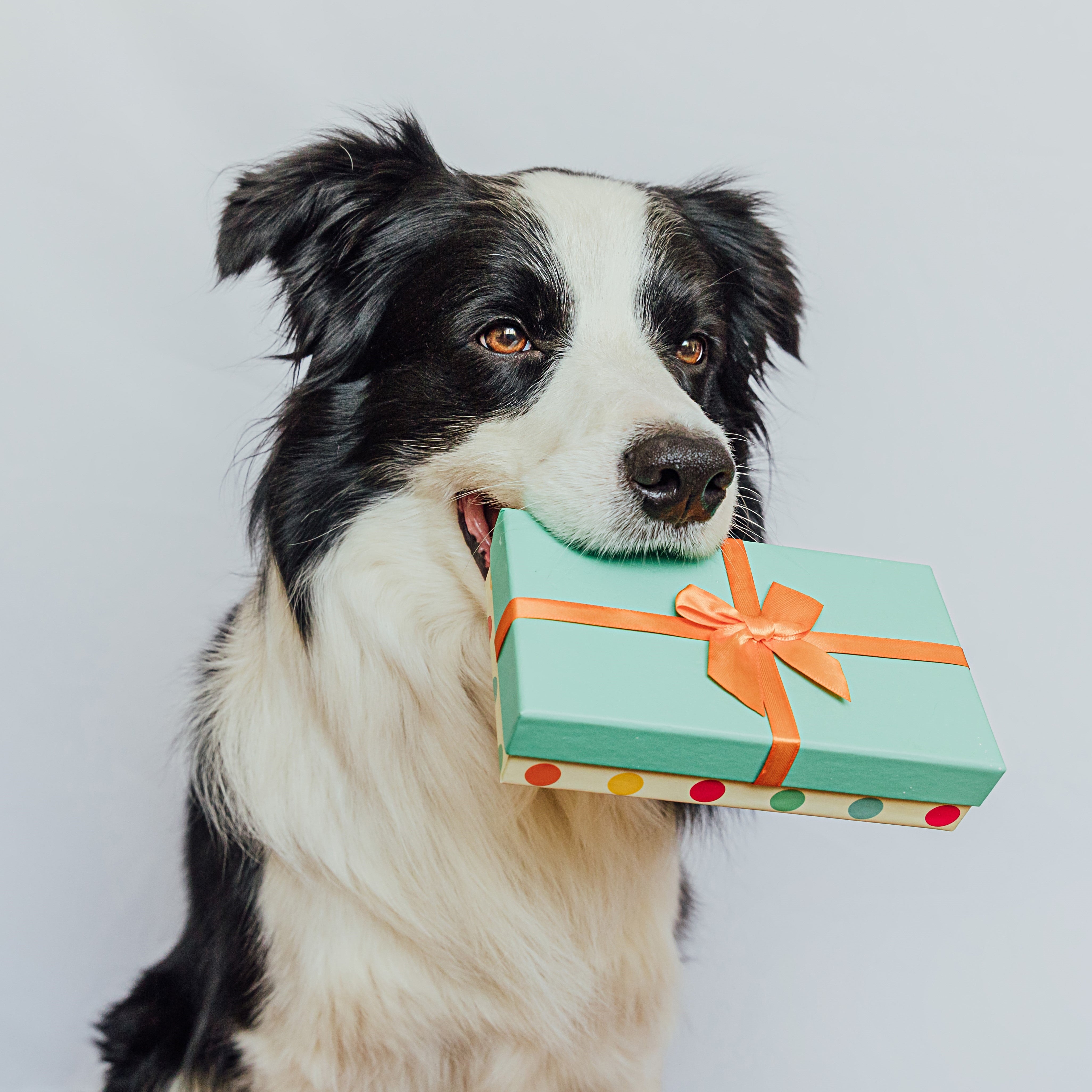 Kategoriebild "Gutscheine" im AMMI for Dogs Onlineshop. Zu sehen ist ein großer schwarz weißer Hund mit einem Geschenk in der Schnauze, der aufmerksam aus dem rechtem Bildrand schaut.