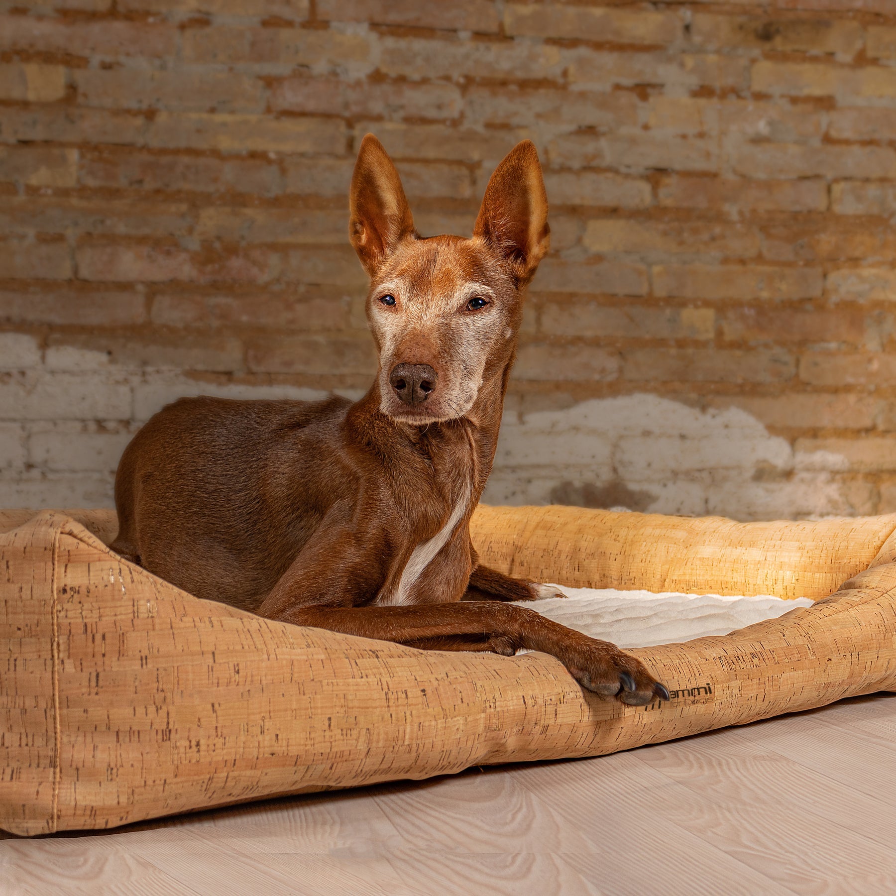 Kork Hundeschlafplätze - ammi® for Dogs