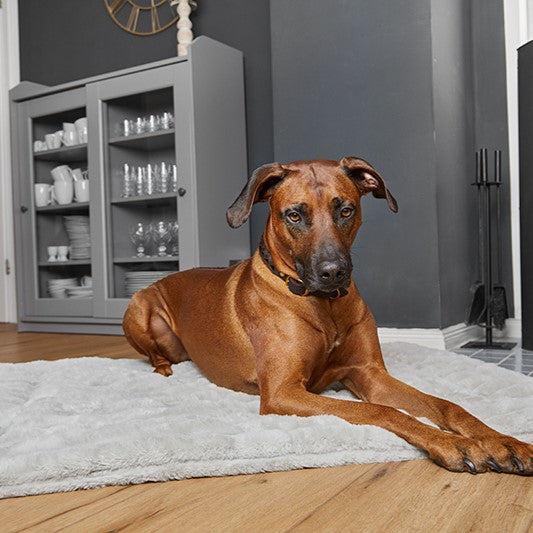 Kategoriebild "Liegekissen für Hunde" im AMMI for Dogs Onlineshop. Zu sehen ist ein großer brauner Hund auf dem gemütlich weichem Soft Plaid von AMMI, der aufmerksam aus dem rechtem Bildrand schaut.