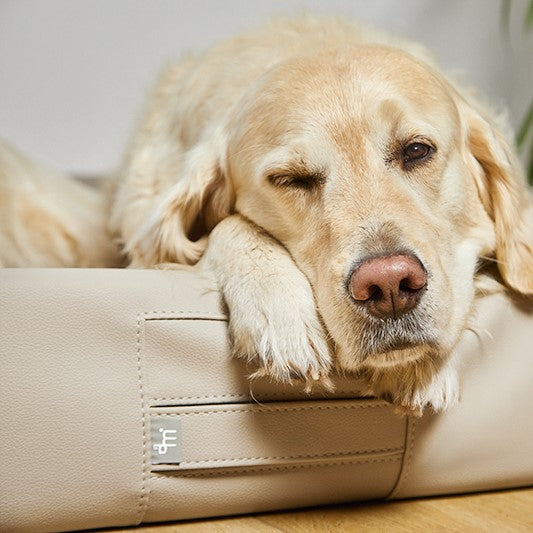 Kategoriebild "Orthopädische Hundebetten" im AMMI for Dogs Onlineshop. Zu sehen ist ein großer Golden Retriever, der ganz verschlafen aus dem AMMI Bed in die Kamera schaut.