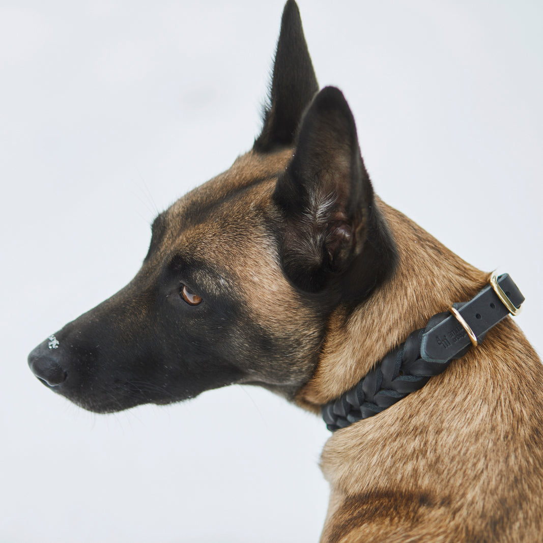Kategoriebild "Halsbänder & Leinen" im AMMI for Dogs Onlineshop. Zu sehen ist ein großer brauner Hund mit braunem Lederhalsband, der aufmerksam aus dem rechtem Bildrand schaut.