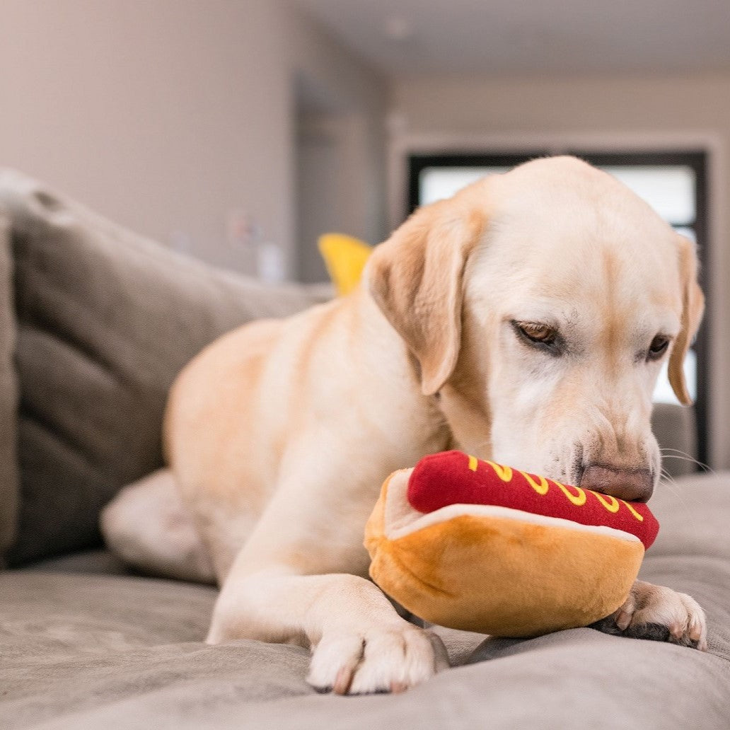 Kategoriebild "P.L.A.Y. Hundespielzeug" im AMMI for Dogs Onlineshop. Zu sehen ist ein großer goldener Labrador, der begeistert auf seinem Plüsch-Hot Dog kaut.