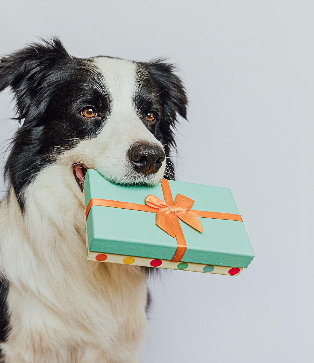 Kategorie "Gutscheine" im AMMI for Dogs Onlineshop. Bildbeschreibung: Ein Hund hält eine Geschenkbox in seinem Maul.
