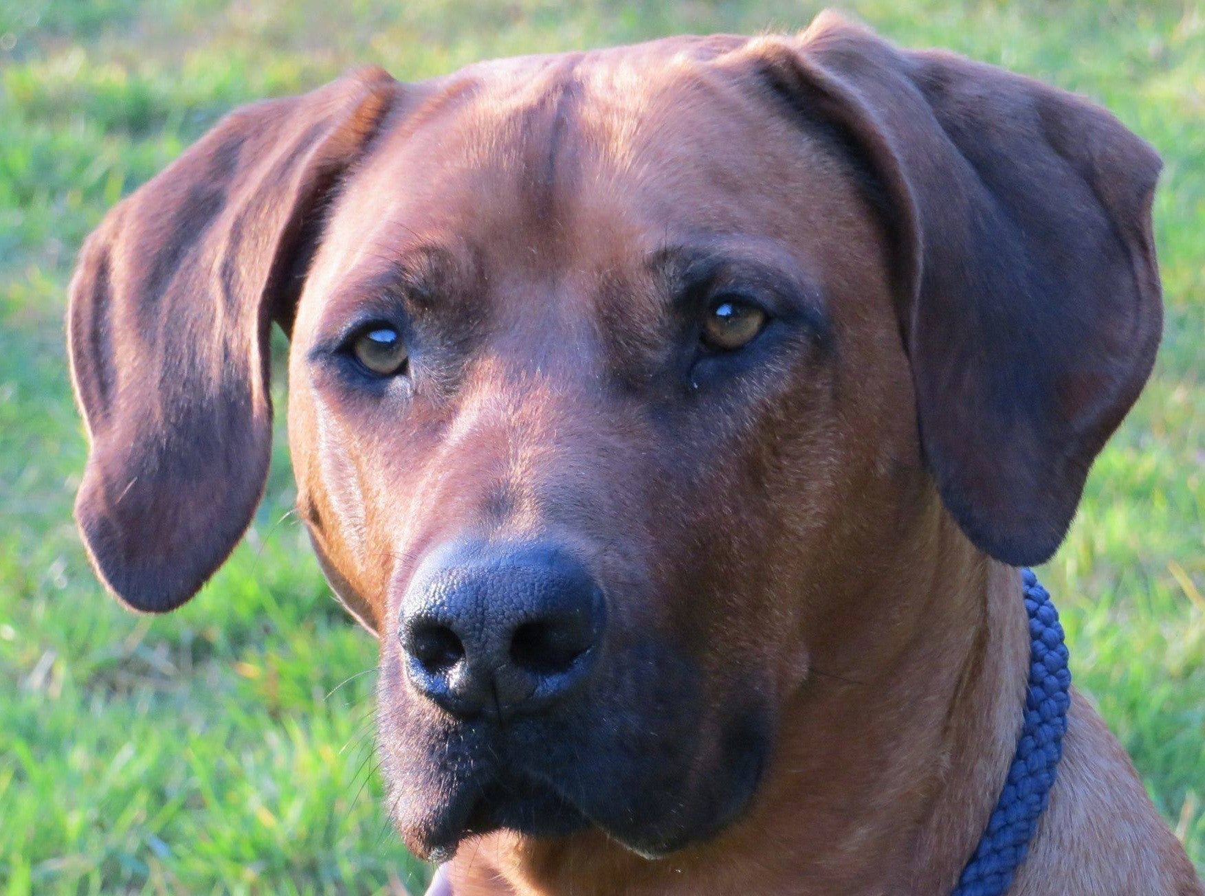Eine Portraitaufnahme von einem großen braunem Hund (Amani).