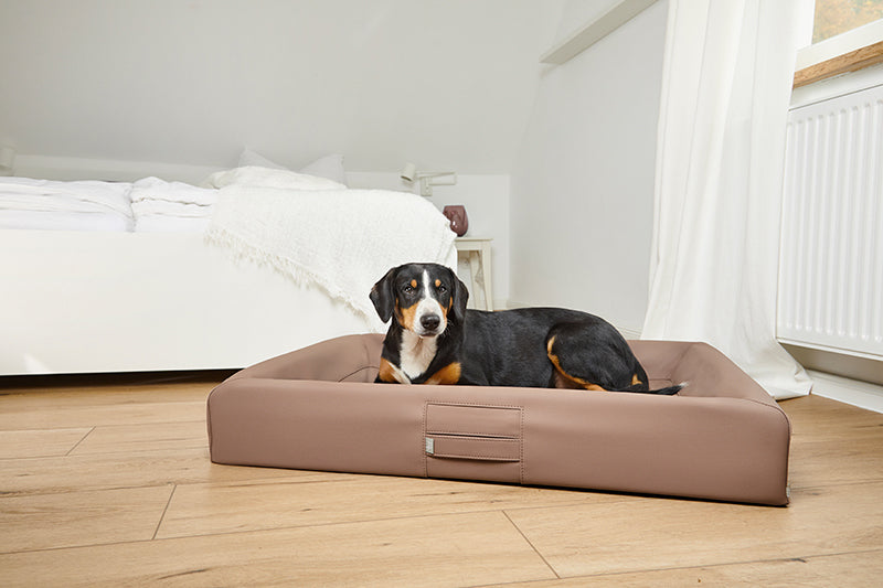 Produktbild für das "AMMI Bed" im AMMI for Dogs Onlineshop. Ein Hund liegt auf einem orthopädischem Bett in einem Raum.