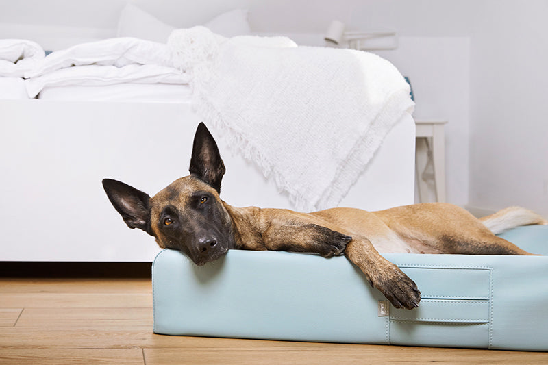 Produktbild für das "AMMI Bed" im AMMI for Dogs Onlineshop. Ein Hund liegt auf einem orthopädischem Bett in einem Raum.