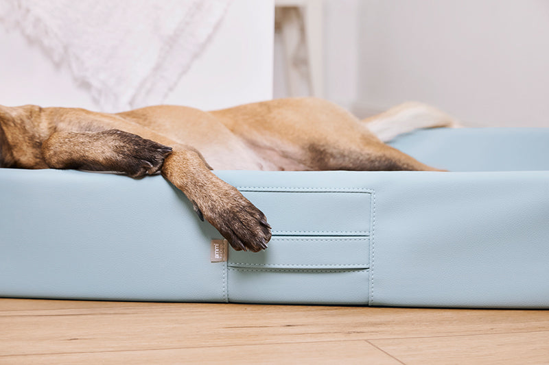 Produktbild für das "AMMI Bed" im AMMI for Dogs Onlineshop. Ein Hund liegt auf einem orthopädischem Bett in einem Raum.