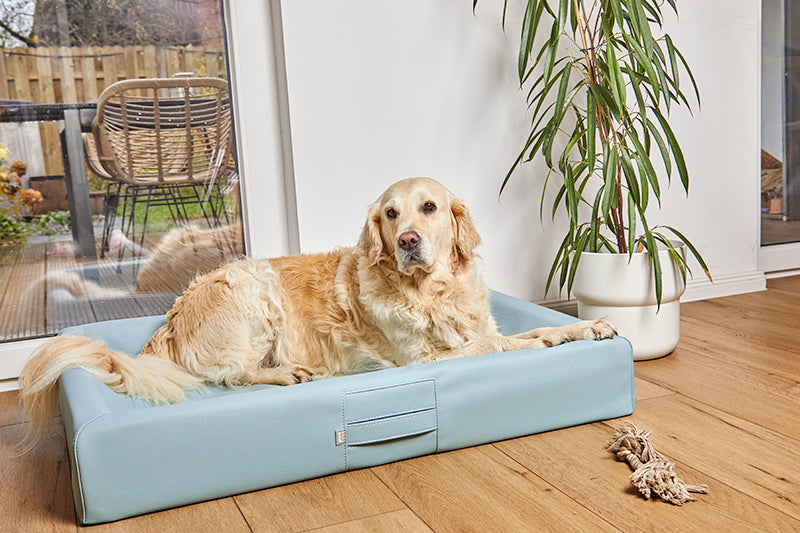 Produktbild für das "AMMI Bed" im AMMI for Dogs Onlineshop. Ein Hund liegt auf einem orthopädischem Bett in einem Raum.