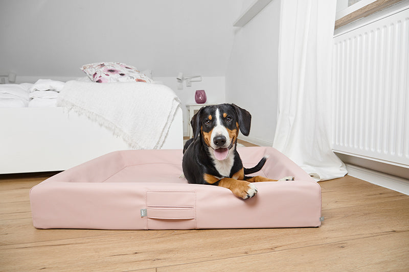 Produktbild für das "AMMI Bed" im AMMI for Dogs Onlineshop. Ein Hund liegt auf einem orthopädischem Bett in einem Raum.