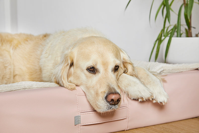 Produktbild für das "AMMI Bed" im AMMI for Dogs Onlineshop. Ein Hund liegt auf einem orthopädischem Bett in einem Raum.