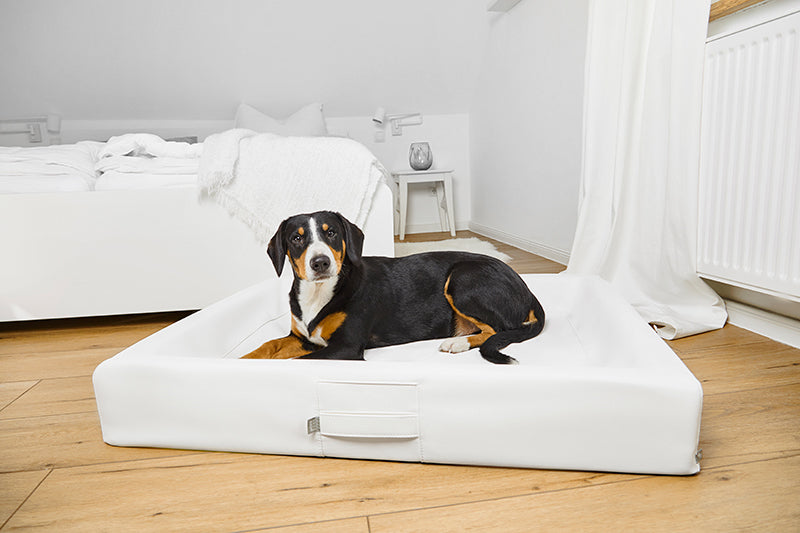 Produktbild für das "AMMI Bed" im AMMI for Dogs Onlineshop. Ein Hund liegt auf einem orthopädischem Bett in einem Raum.