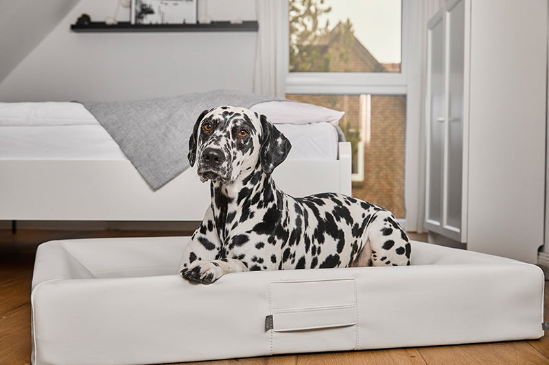 Produktbild für das "AMMI Bed" im AMMI for Dogs Onlineshop. Ein Hund liegt auf einem orthopädischem Bett in einem Raum.