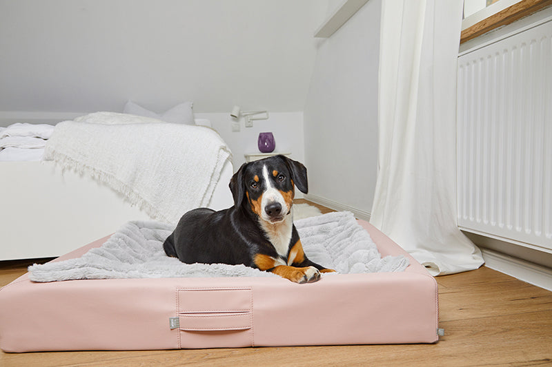 Produktbild für das "Softplaid" im AMMI for Dogs Onlineshop. Ein Hund entspannt in seinem AMMI Bed orthopädischem Hundebett in einem Raum.