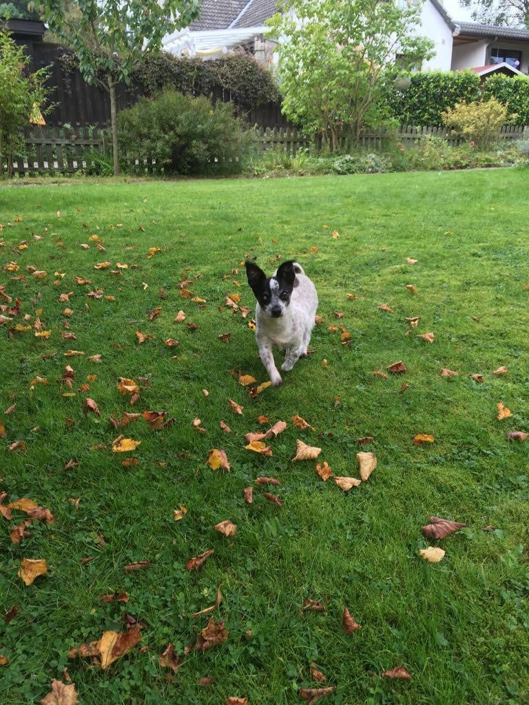 Kleiner Hund (Mimi) rennt durch das Gras im Hof.