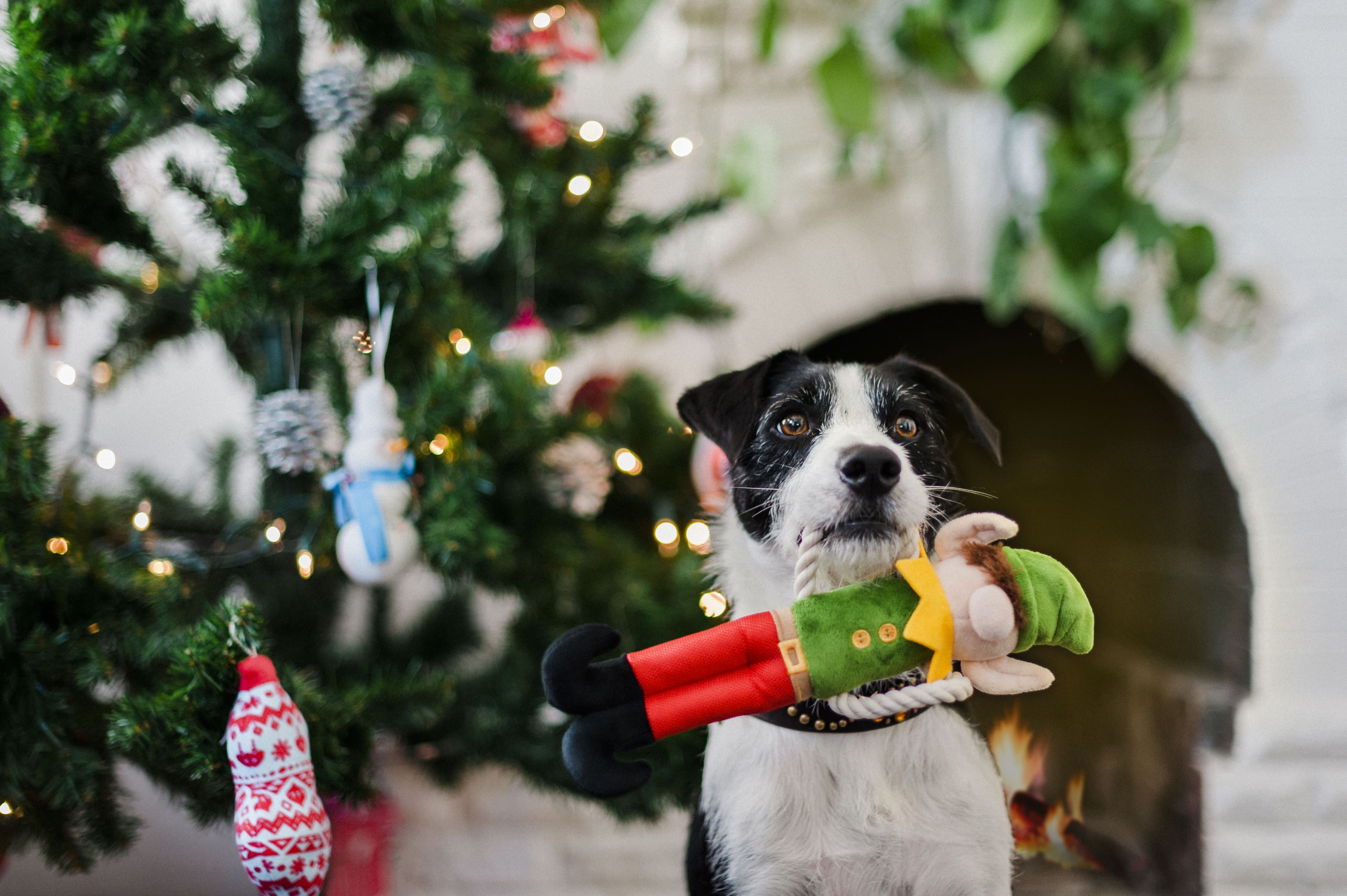 P.L.A.Y. Hundespielzeug Weihnachtself