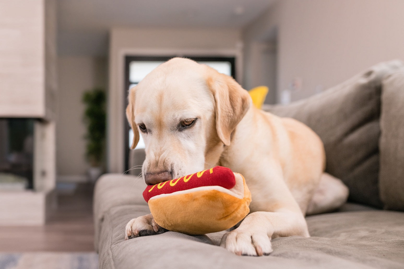 Kategorie "P.L.A.Y. Hundespielzeug" im AMMI for Dogs Onlineshop. Bildbeschreibung: Ein glücklicher Hund kaut auf einem Hotdog-Spielzeug herum und hat sichtlich Spaß dabei.