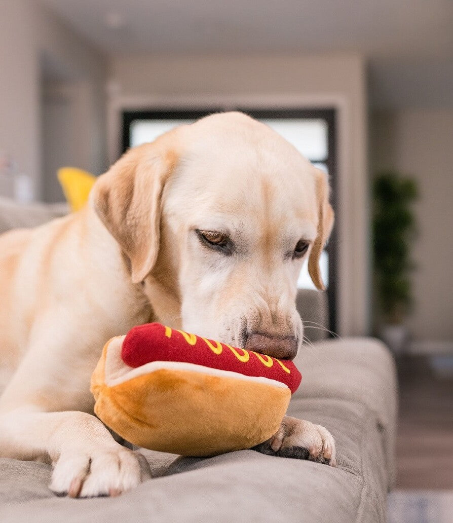 Kategorie "P.L.A.Y. Hundespielzeug" im AMMI for Dogs Onlineshop. Bildbeschreibung: Ein glücklicher Hund kaut auf einem Hotdog-Spielzeug herum und hat sichtlich Spaß dabei.