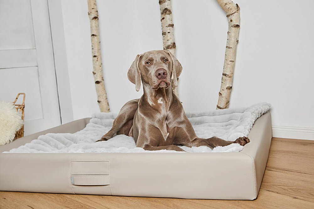 Bundle: ammi®Bed + Plaid - ammi® for Dogs