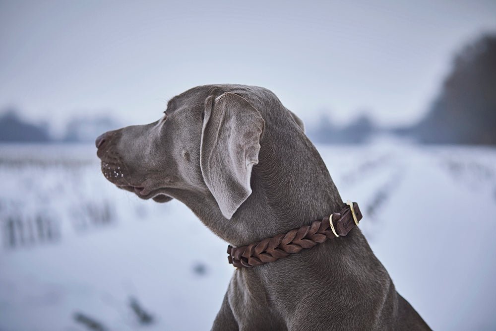 Fettlederhalsband geflochten - ammi® for Dogs
