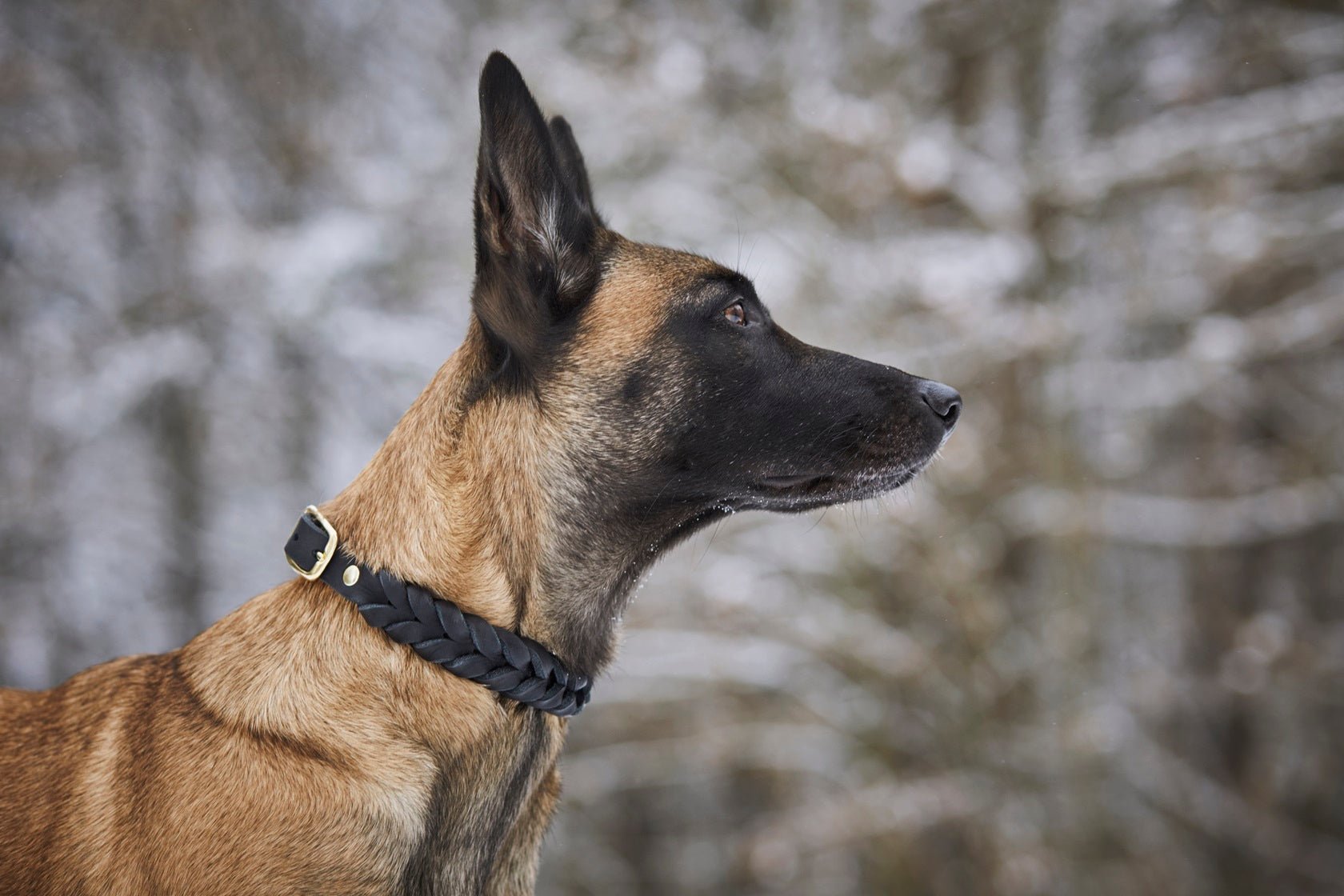 Fettlederhalsband geflochten - ammi® for Dogs