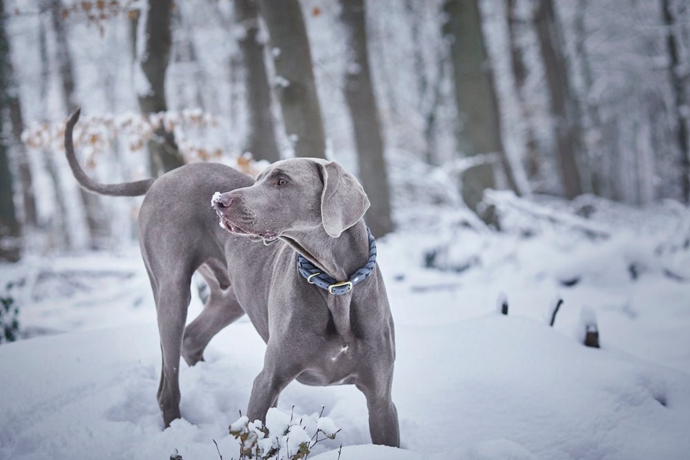 Fettlederhalsband geflochten - ammi® for Dogs