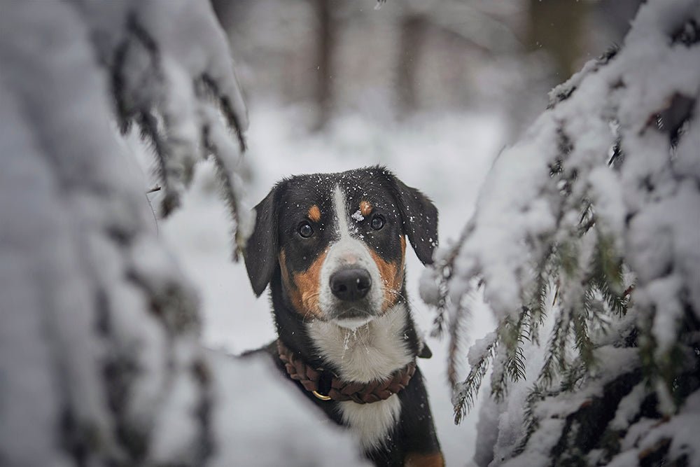 Fettlederhalsband geflochten - ammi® for Dogs