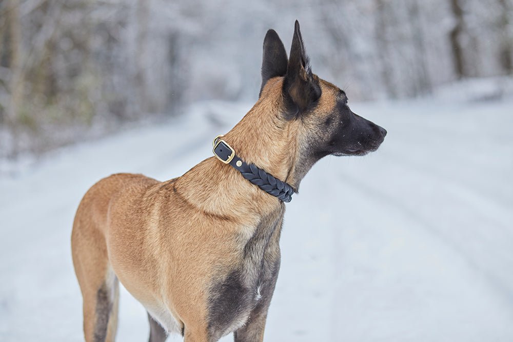 Fettlederhalsband geflochten - ammi® for Dogs