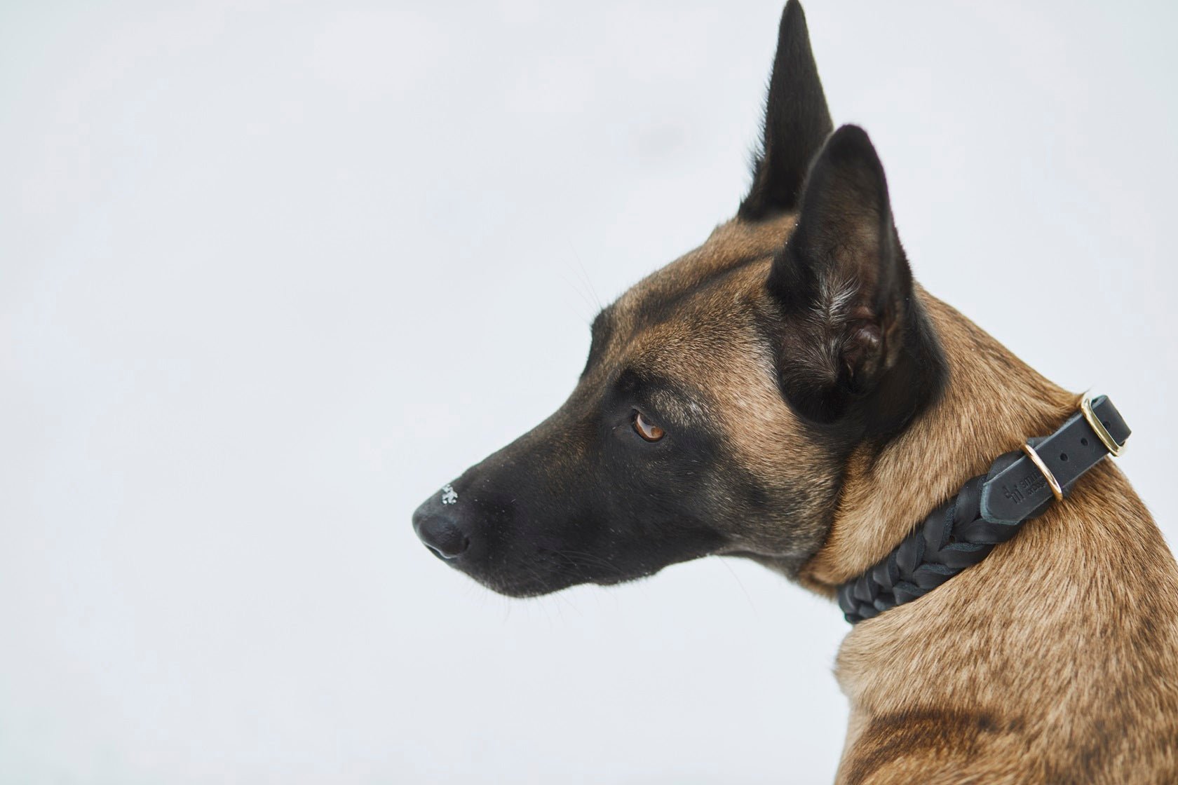 Leder Hundehalsband Geflochten Mit Puffer-Feder – Für Mittlere & Große Hunde Bis 50 Kg, Schwarz, 4,2 Fuß Lang