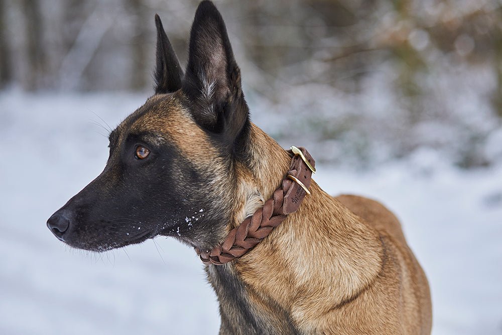 Fettlederhalsband geflochten - ammi® for Dogs