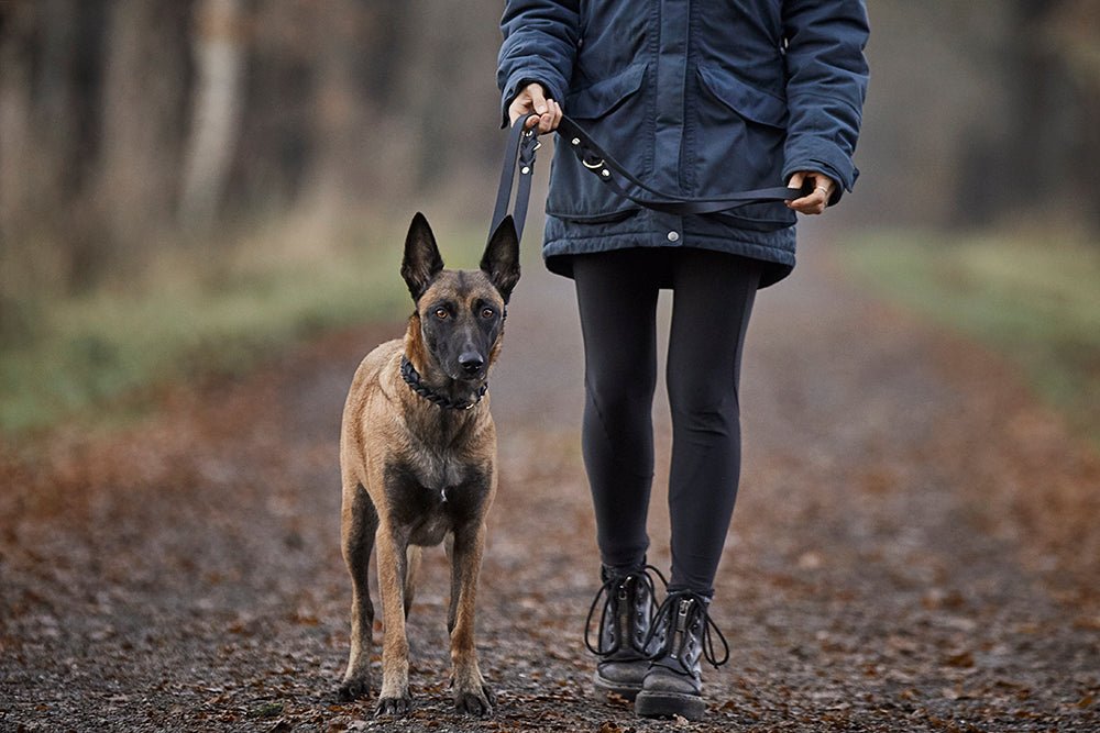 Fettlederleine 3 - fach verstellbar - ammi® for Dogs