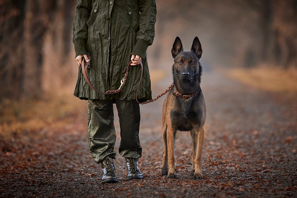 Fettlederleine 3 - fach verstellbar - ammi® for Dogs