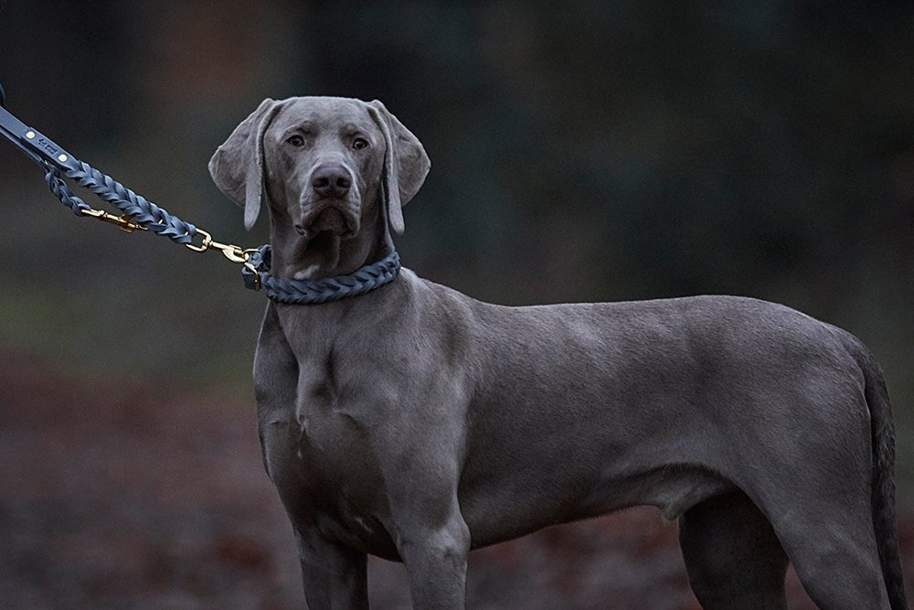 Fettlederleine 3 - fach verstellbar - ammi® for Dogs