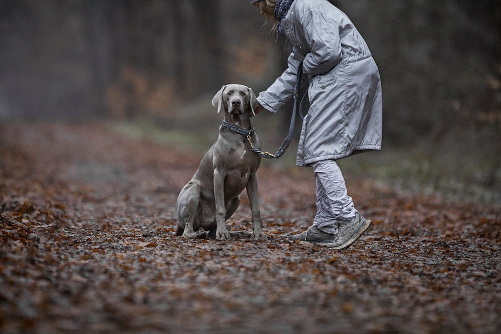 Fettlederleine 3 - fach verstellbar - ammi® for Dogs