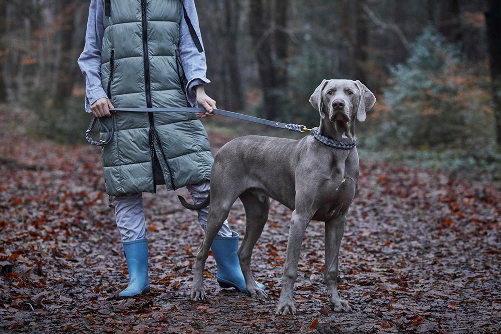 Fettlederleine mit Handschlaufe geflochten - ammi® for Dogs