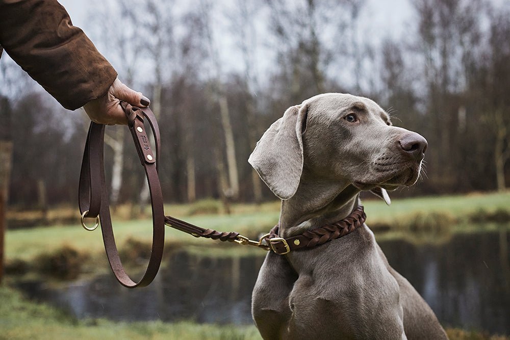 Fettlederleine mit Handschlaufe geflochten - ammi® for Dogs